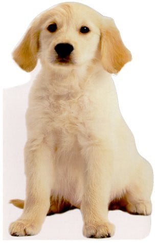 Jumbo Animal Shaped Board Book: Puppy
