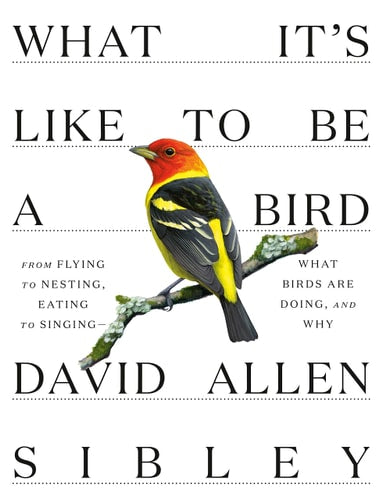 What It's Like to Be a Bird From Flying to Nesting, Eating to Singing--What Birds Are Doing, and Why