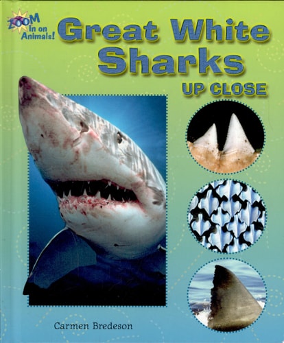 Great White Sharks Up Close (Zoom in on Animals!)