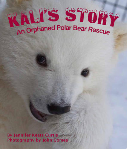 Kali's Story: An Orphaned Polar Bear Rescue