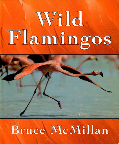 Wild Flamingos