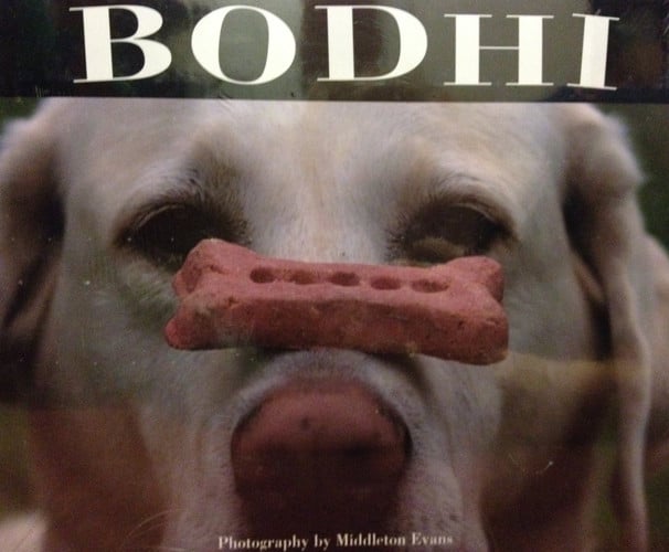 Bodhi: The All American Lodge Dog