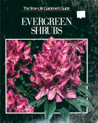 Evergreen Shrubs (Gardener's Guide)