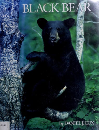 Black Bear