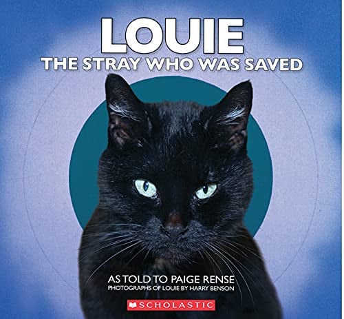 Louie The Stray Who Was Saved