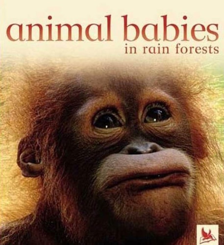 Animal Babies in Forests