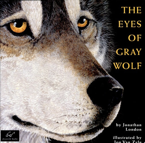 The Eyes of Gray Wolf