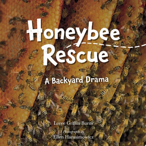 Honeybee Rescue: A Backyard Drama