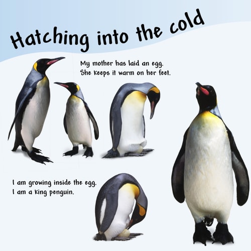 Penguin (See How They Grow)