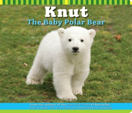 Knut The Baby Polar Bear