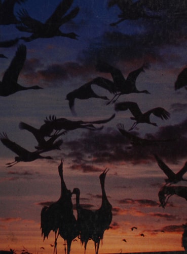 Biology of animal behavior