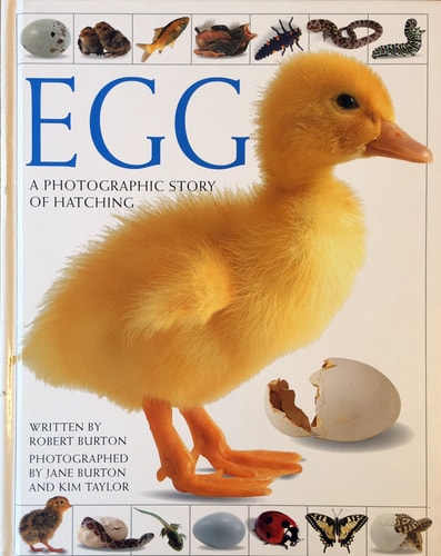 Egg