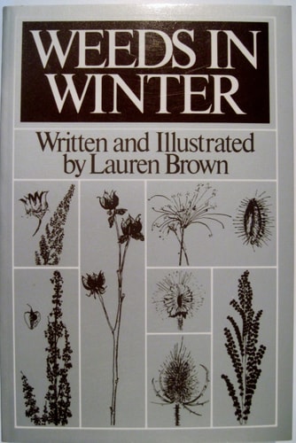 Weeds in Winter