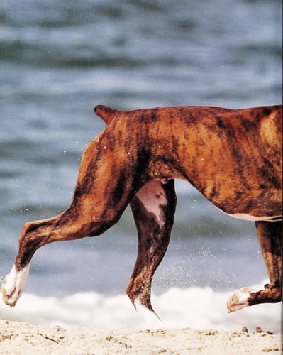 The Boxer Handbook (B.E.S. Pet Handbooks)