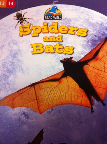 Spiders and Bats
