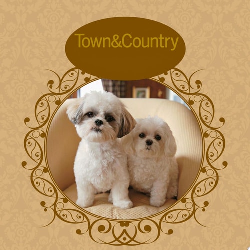 Town & Country Dogs