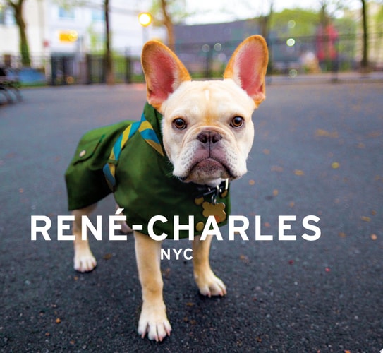 Rene-Charles: NYC: Little Bulldog in the Big City