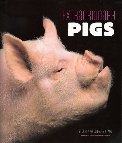 Extraordinary Pigs
