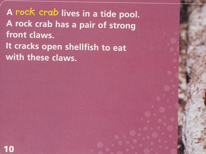 Windows on Literacy Fluent (Science: Life Science): What Lives in a Tide Pool? (Avenues)