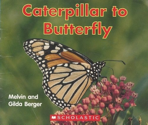 Caterpillar to Butterfly (Scholastic Readers)