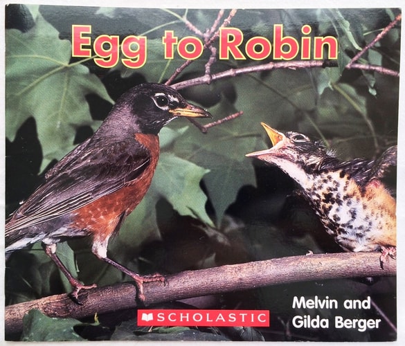 Egg to Robin