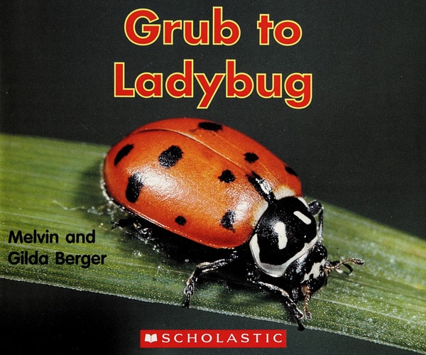 Grub to Ladybug