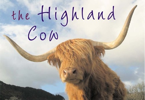 Highland Cow