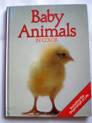 Baby Animals In Color