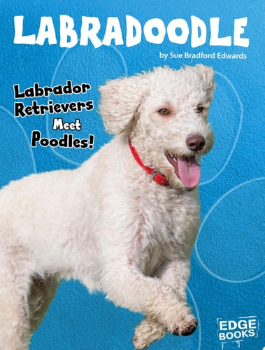 Labradoodle: Labrador Retrievers Meet Poodles! (Top Hybrid Dogs)