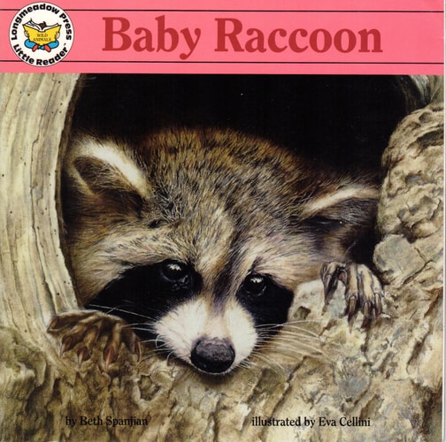 Baby Raccoon