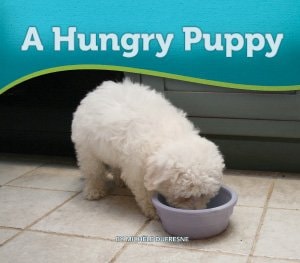Hungry Puppy, A