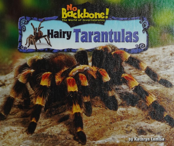 Hairy Tarantulas (No Backbone! The World of Invertebrates)