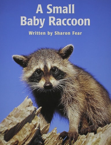 A Small Baby Raccoon