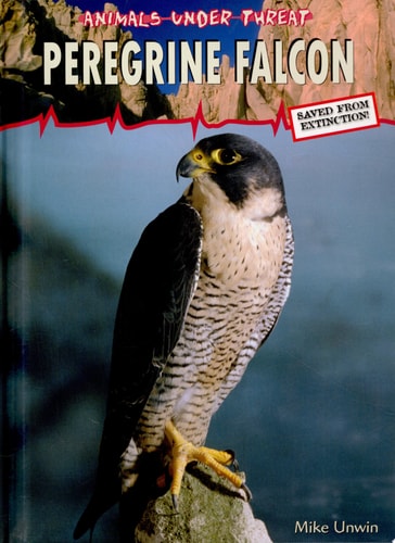 Peregrine Falcon (Animals Under Threat)