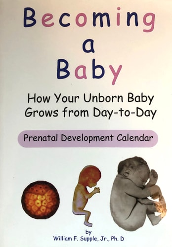 Becoming a Baby: How Your Baby Grows from Day-to-Day
