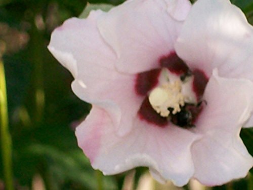 Lover and the Beloved, The: A Way of Franciscan Prayer