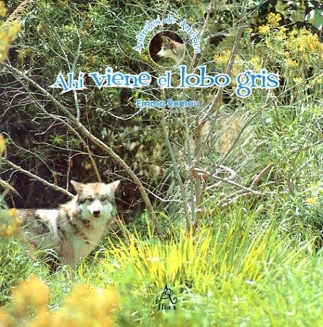 Ahí viene el lobo gris (Animales de America) (Spanish Edition)