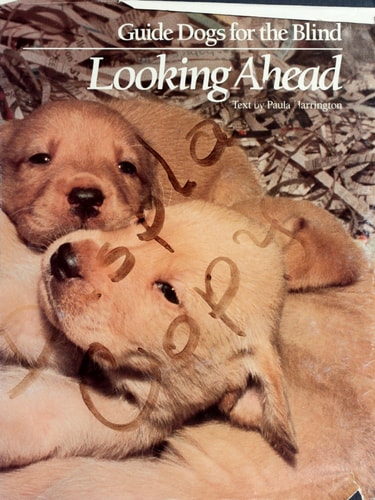 Looking Ahead: Guide Dogs For The Blind