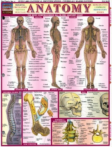 Anatomy