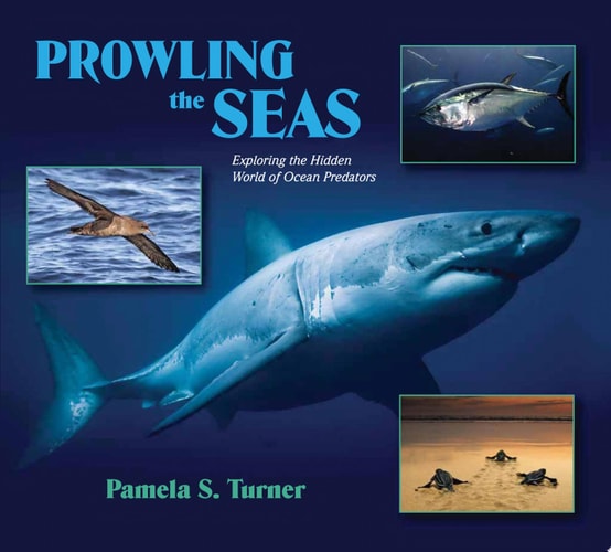 Prowling the Seas: Exploring the Hidden World of Ocean Predators