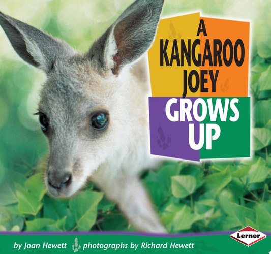 A Kangaroo Joey Grows Up (Baby Animals)