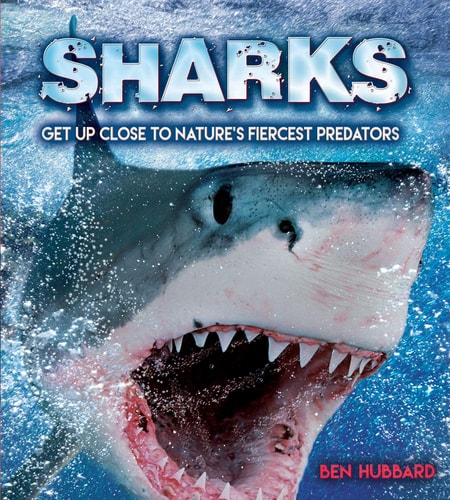 Sharks Get Up Close to Nature's Fiercest Predators