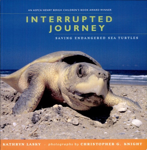 Interrupted Journey: Saving Endangered Sea Turtles