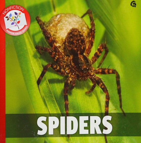 Spiders