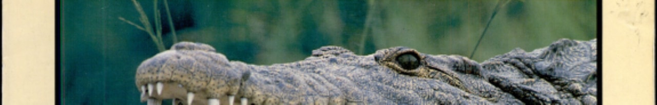 Crocodilians (Mondo Animals)