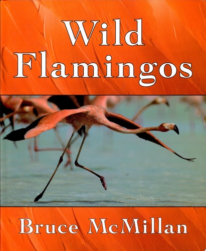 Wild Flamingos
