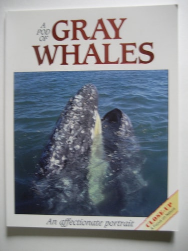 A Pod of Gray Whales