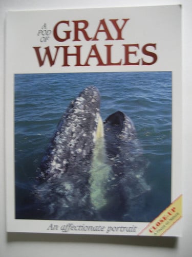 A Pod of Gray Whales