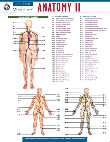 Anatomy 2 - REA's Quick Access Reference Chart (Quick Access Reference Charts)