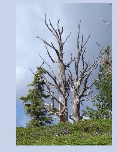 Before the Storm Blank Book Lined 8.5 by11: 8.5 by11 inch 100 page lined blank book suitable as a journal, notebook or diary with a cover photo of two bare trees before a storm